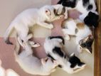 Cat Mixed Bread