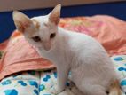 Cat Mixed Breed