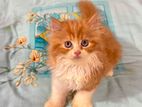 Cat Nety Cai La Inbox Koron Wp