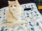Cat Parsian