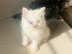 Cat Persian Blue Eyes