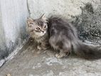 Cat persian