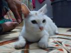 cat persian