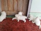 Cat (persian)