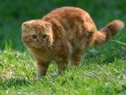 Cat Pure Persian adult male Ginger ছেলে বিড়াল