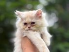 Cat sale