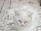 Cat Sale