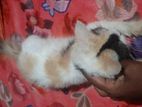 Cat Sale