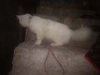 Cat Sell