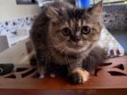 Cat Sell