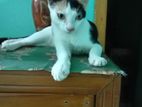 Cat Sell