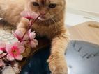 Cat sell