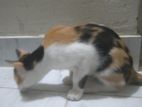 Cat sell
