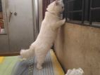 Cat Sell