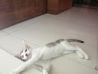 cat sell