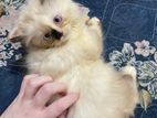 Traditional Kitten for sale