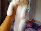 Cat sell