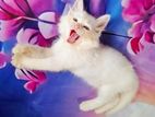Cat sell