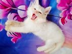 Cat sell