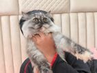 Cat Sell