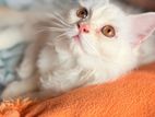 Cat Sell
