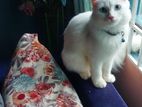 Persian cat for sale