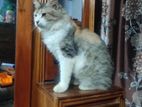 Cat Sell