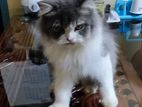 Cat Sell