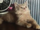 Cat for sale