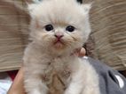 Cat Sell Post