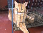 Cat Sell Post