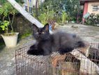 Cat for sale