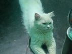 Cat Sell Post