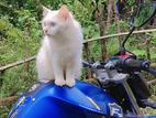 Cat Selling