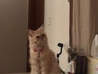 Cat Selling