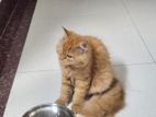 Cat for sell