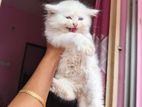 Cat For Sale