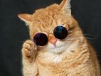 Cat Sunglasses