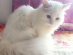 Cat urgent sale