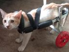 Cat wheelchair trolley বিড়ালের হুইল চেয়ার টলি