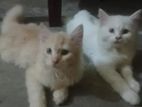 Cat Sale