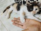 Cats baby