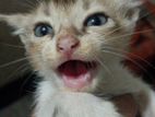 Cats Sell