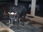 Cattle cow for sale