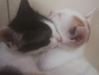 Cats Adoption
