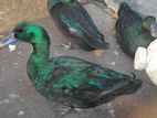 Cayuga Duck - গ্রীন ডাক সৌখিন হাস