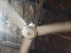 Ceiling Fan