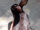 Cele Rabbit Sell