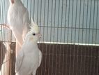 Cf Ino Pal Albino কোকাটেল মাস্টার পেয়ার