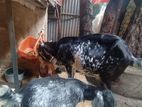 ছাগী ছাগল ২ বাচ্চা সহ